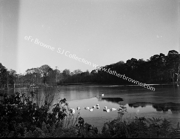 DUCKS ON LAKE